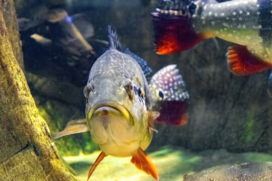 Speckled Pavon, cichla temensis. Giant predatory cichlid from South America