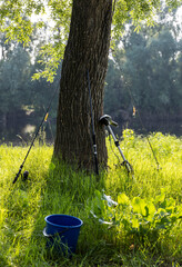 Fishing gear left by fishermen near a tree
