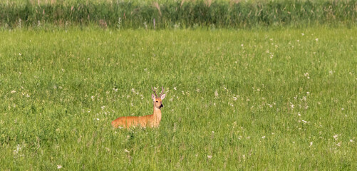 red roe deer in a green field
