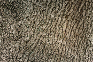 Capturing the intricate details of rough tree bark, showcasing cracks and unique textures, ideal...