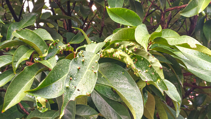 Damaged Leaves Infested by Pests on Tree Branch