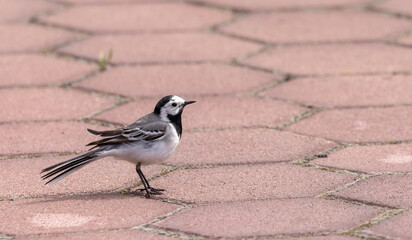 a small bird with beautiful plumage
