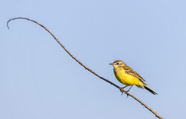 a small bird with beautiful plumage
