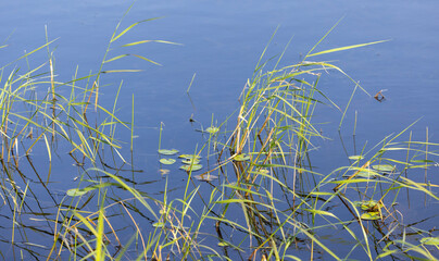 green plants on the river bank in blue water
