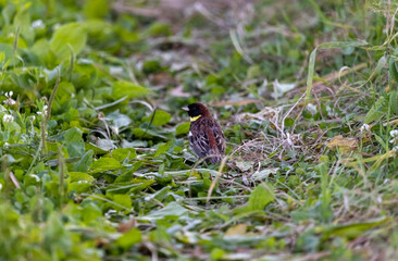 a small bird with beautiful plumage

