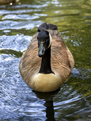 duck in a city pond with clean water
