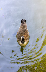 duck in a city pond with clean water
