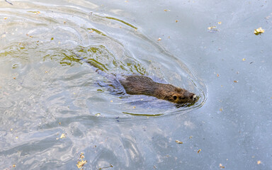 shaggy beaver in a pond with clear water
