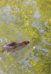 shaggy beaver in a pond with clear water
