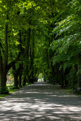 tall dark trees with thick green foliage in a European park
