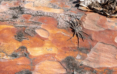 tree spider on pine bark in warm sun
