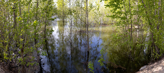 trees in water due to flooding of the field by the river
