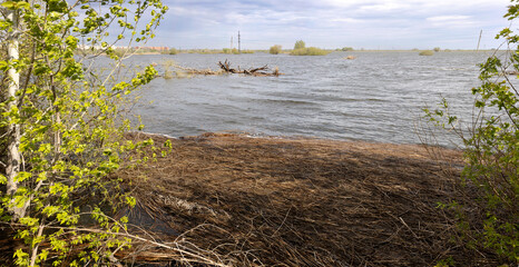a river bank with washed-up debris and bushes

