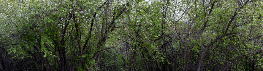 impenetrable dense large bushes with flowering
