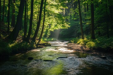 Fototapeta premium Creek winding through forest in golden light