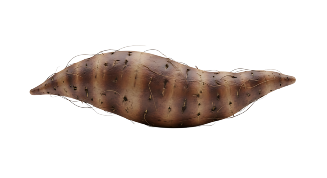 Studio shot of a whole sweet potato, showcasing its textured skin and tapered shape