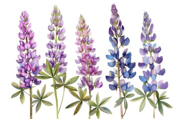 Beautiful Floral Set with Watercolor Hand Drawn Summer Wild Field Lupine Flowers