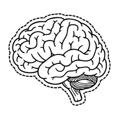 Detailed anatomical illustration of a human brain in black and white. Vector hand-drawn doodle illustration