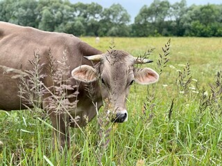 cows graze in a meadow on a warm summer sunny day. High quality photo