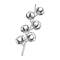 Minimalist line drawing of cotton plant branch with six bolls. Vector hand-drawn doodle illustration