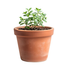 Fototapeta premium Green plant in terracotta pot new life growth nature