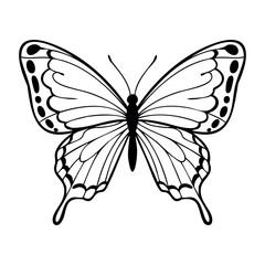 Black and white butterfly illustration with ornate wing patterns. Vector hand-drawn doodle illustration
