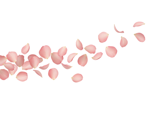 Soft pink rose petals gently falling in a wave across a transparent background isolated on transparent background