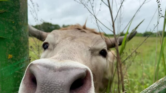 cows graze in a meadow on a warm summer sunny day. High quality 4k footage