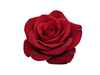 A single perfect deep red rose with velvety petals isolated on transparent background