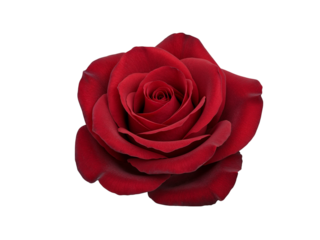 A single perfect deep red rose with velvety petals isolated on transparent background