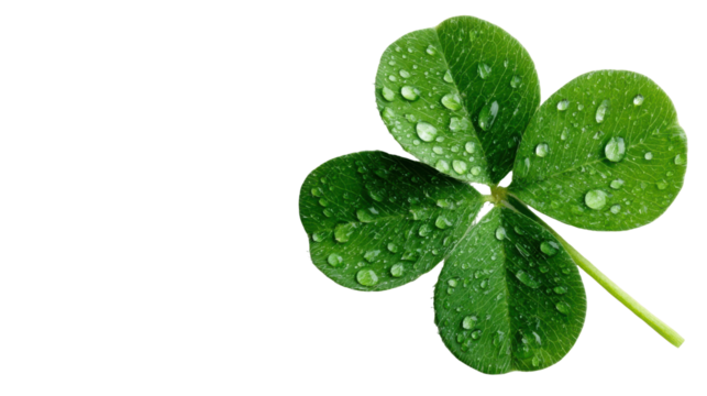 Lucky Four-Leaf Clover with Sparkling Water Droplets: A close-up photograph unveils a vibrant, perfectly formed four-leaf clover glistening with refreshing water droplets.