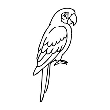 Simple line drawing of a parrot perched on a branch. Vector hand-drawn doodle illustration