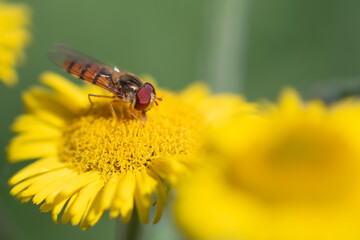 Hover fly on yellow flower, macro close-up, nature photography
