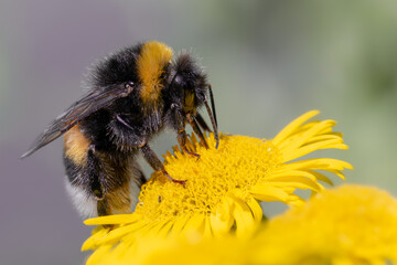 Bumblebee on flower, macro close-up, nature photography
