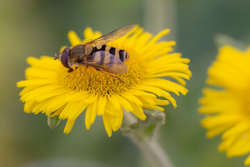 Hover fly on yellow flower, macro close-up, nature photography