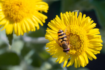 Hover fly on yellow flower, macro close-up, nature photography