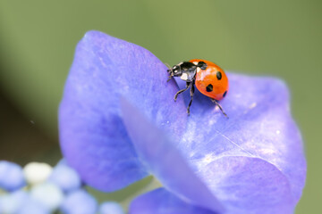 Fototapeta premium Red ladybug on purple flower, macro close-up, nature photography