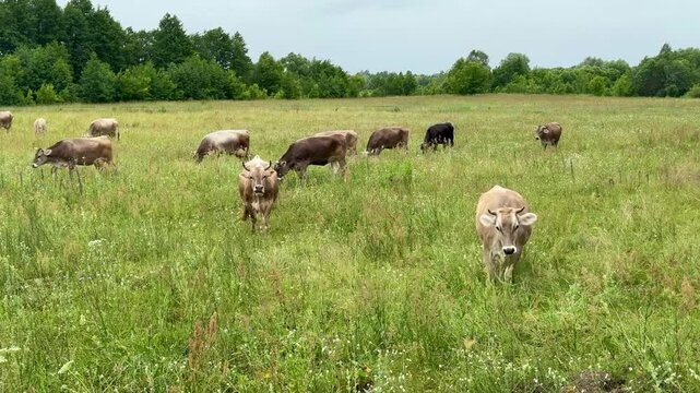 cows graze in a meadow on a warm summer sunny day. High quality 4k footage