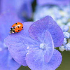 Red ladybug on purple flower, macro close-up, nature photography © Kim de Been