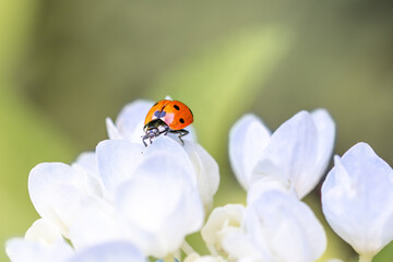 Red ladybug on white flower, macro close-up