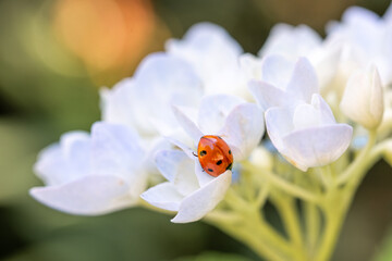 Red ladybug on white flower, macro close-up
