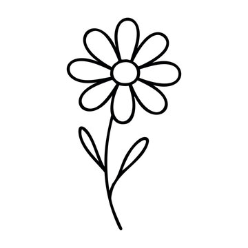 Simple line drawing of a daisy with petals and stem. Vector hand-drawn doodle illustration