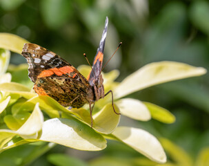 Macro close-up of a Red Red Admiral. Black and red butterfly