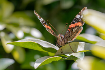Macro close-up of a Red Red Admiral. Black and red butterfly