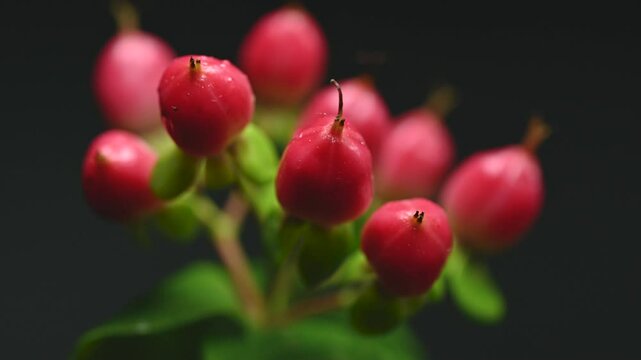 Vibrant Red Hypericum Berries with Water Droplets on Dark Background 4K footage