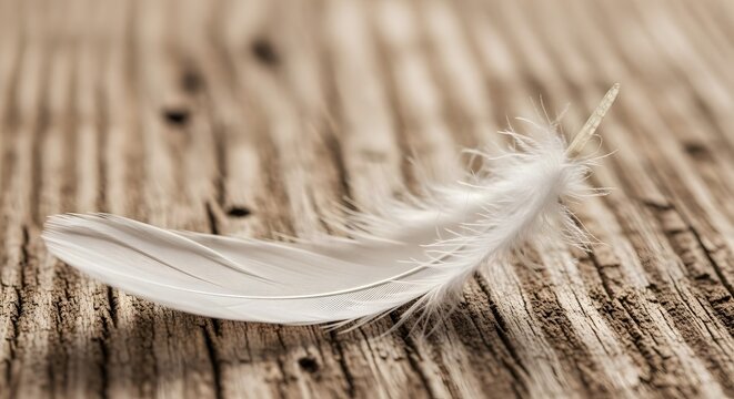 Delicate white feather resting on weathered wooden planks.