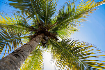 Obraz premium A low-angle shot of a tall coconut palm tree with green fronds spread out against a bright blue sky. Sunlight filters through the leaves, creating a tropical and sunny atmosphere