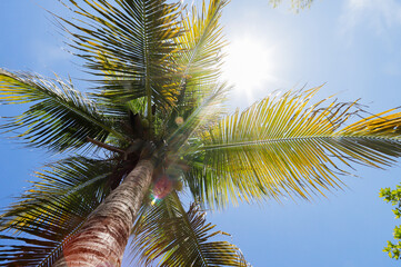 Fototapeta premium A low-angle shot of a tall coconut palm tree with green fronds spread out against a bright blue sky. Sunlight filters through the leaves, creating a tropical and sunny atmosphere