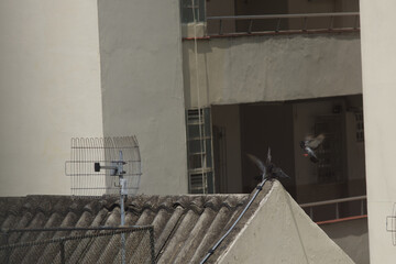 fliegende Tauben landen auf Dach in  Rio de Janeiro Salvador Maceio Recife Praia Santa Cruz de...