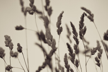 Abstract images of grass